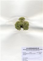 藏品(白果胞藻)的圖片